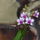 Orchidea-001_1320491_2205_t