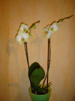Orchidea kíállitáson vettem !2001.11.05-ÉN!