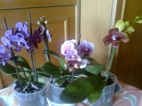 orchideacsokor  (phalaenopsis)