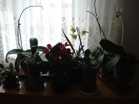 Orchideáim 5