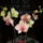 Orhidea-001_1320519_6573_t