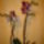 Ot_is__az_orchidea_kiallitason_vettem_1302032_7545_t