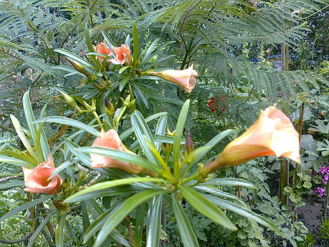 Thevetia peruviana, - perui sárgaleander