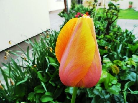 Virág 15; Tulipán