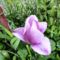 Virág 21;  Tulipán