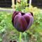 Virág 23; Tulipa Negrita