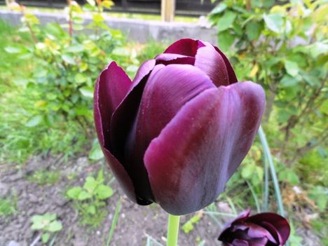 Virág 29; Tulipán ; Tulipa Negrita