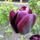 Virag_29_tulipan__tulipa_negrita_1302021_3841_t