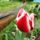 Virag_8__tulipan_1302000_1393_t