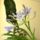 Agapanthus_schmucklilie-002_1331829_4753_t