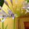 Agapanthus Schmucklilie