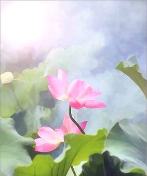Lotus Flower of Sun