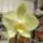 Phalaenopsis-001_1331841_5034_t