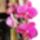 Phalaenopsis-003_1331836_5008_t