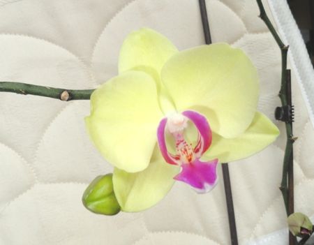 Phalaenopsis