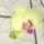 Phalaenopsis-005_1331833_3292_t