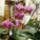 Phalaenopsis-007_1331828_7190_t