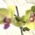 Phalaenopsis-011_1331823_7326_t