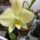 Phalaenopsis-012_1331820_5478_t