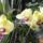Phalaenopsis-016_1331813_1365_t