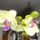 Phalaenopsis-018_1331810_4004_t