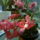 Karacsonyi_kaktusz_teljes_nyilasban__schlumbergera_1332143_3130_t