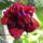 Kinai_rozsa_1332723_3755_t
