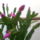 Legujabb_fajta_karacsonyi_kaktusz__schlumbergera_1332144_3860_t