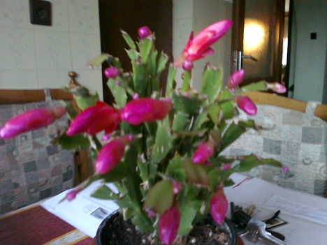 mikulásvirág bimbós állapotban, -  SCHLUMBERGERA