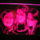 Pc220420_1332024_4261_t