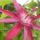 Kata_golgotai_passiflora_1333733_8744_t