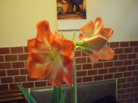 otthon 2011