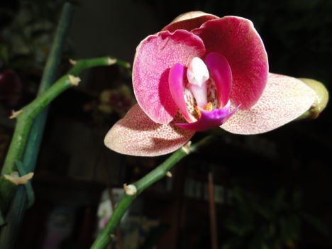 Ph. 3; 2011.12.17.-én , Phalaenopsis