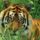 oroszlános-tigrises képek