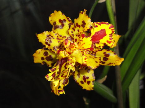 Cambria  ; Illatos Orchidea