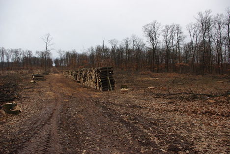 Cser-erdő fakivágás 005
