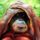 Mj_masolata_1335105_8808_t