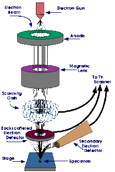 Pásztázó elekronmikroszkóp