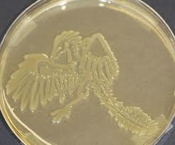 E.Coli baktérium