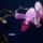 Orchidea-004_1336511_7301_t