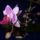 Orchidea_1336510_9440_t
