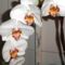 Phalaenopsis 1