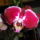 Phalaenopsis_3_1336631_3652_t