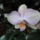 Phalaenopsis_4_1336632_2800_t