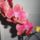 Phalaenopsis_6_1336634_4796_t
