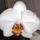 Phalaenopsis_7_1336635_6455_t