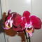 Phalaenopsis 8