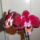 Phalaenopsis_8_1336636_3389_t