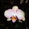 Phalaenopsis 9