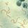 Streptococcus_pyogenes_1336869_6933_t